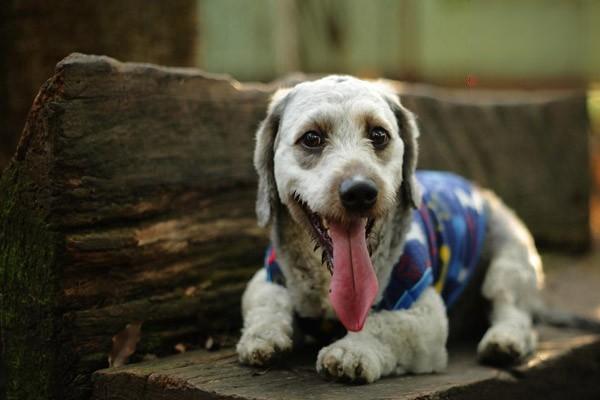 Canine Self-biting Syndrome